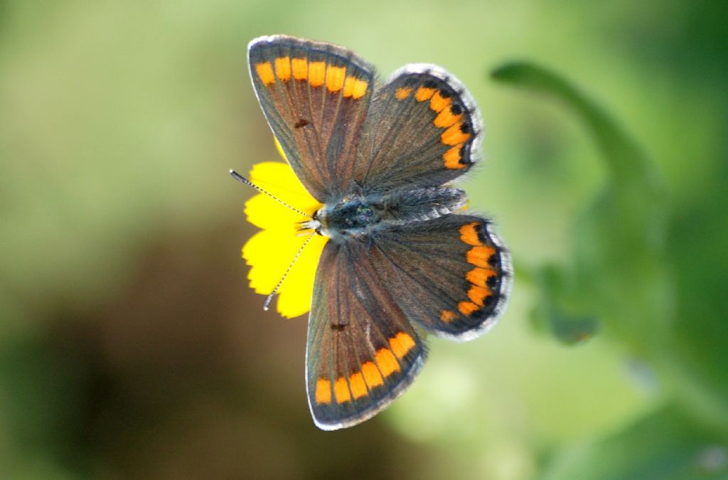 Polyommatus icarus ?